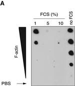 Mouse IgG (H+L) Cross-Adsorbed Secondary Antibody in Western Blot (WB)