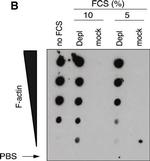 Mouse IgG (H+L) Cross-Adsorbed Secondary Antibody in Western Blot (WB)