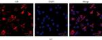 Rabbit IgG (H+L) Secondary Antibody in Immunocytochemistry (ICC/IF)