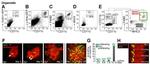 MHC Class II (I-A/I-E) Antibody in Flow Cytometry (Flow)