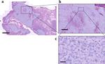 Rat IgG2a kappa Isotype Control in Immunohistochemistry (Paraffin) (IHC (P))