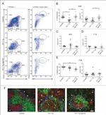 CD4 Antibody in Immunohistochemistry (IHC)