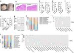 CD3 Antibody in Flow Cytometry (Flow)