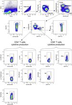 IFN gamma Antibody in Flow Cytometry (Flow)