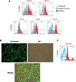 CD16 Antibody in Flow Cytometry (Flow)