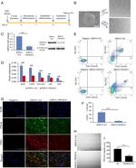 CD31 (PECAM-1) Antibody in Immunocytochemistry (ICC/IF)