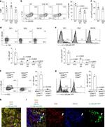 IL-12/IL-23 p40 Antibody in Flow Cytometry (Flow)