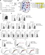 IFN gamma Antibody in Flow Cytometry (Flow)