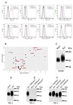 MHC Class II I-Ab Antibody in Flow Cytometry (Flow)