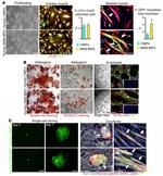 CD140a (PDGFRA) Antibody in Flow Cytometry (Flow)