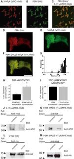 HA Tag Antibody in Immunocytochemistry (ICC/IF)