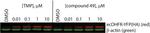 HA Tag Antibody in Western Blot (WB)