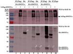 HA Tag Antibody in Western Blot (WB)