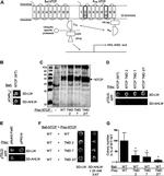 HA Tag Antibody in Western Blot (WB)