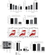 Bcl-2 Antibody in Western Blot (WB)