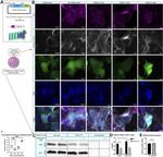 6x-His Tag Antibody in Immunocytochemistry (ICC/IF)