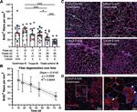 BrdU Antibody in Immunohistochemistry (IHC)