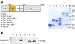 6x-His Tag Antibody in Western Blot (WB)