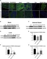 beta Actin Antibody in Western Blot (WB)