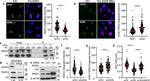 beta Actin Antibody in Western Blot (WB)