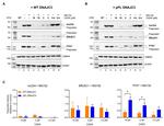 beta Actin Antibody in Western Blot (WB)