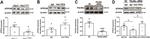 Fibrillin 1 Antibody in Western Blot (WB)