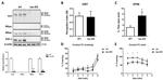 Tau Antibody in Western Blot (WB)