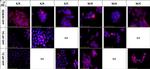 AP2 alpha Antibody in Immunocytochemistry (ICC/IF)