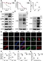 Phospho-eNOS (Ser1177) Antibody in Western Blot (WB)