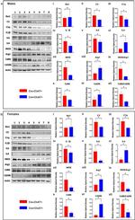 IL-4 Antibody in Western Blot (WB)