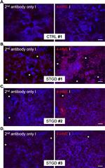 4-Hydroxynonenal Antibody in Immunohistochemistry (PFA fixed) (IHC (PFA))