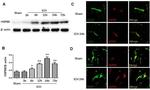 HSPB8 Antibody in Western Blot (WB)