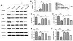 HSPB8 Antibody in Western Blot (WB)