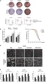 Vitronectin Antibody in Immunohistochemistry (IHC)