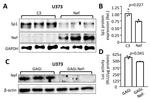 SP1 Antibody in Western Blot (WB)