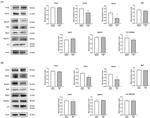 PINK1 Antibody in Western Blot (WB)