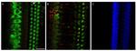 MYO7A Antibody in Immunohistochemistry (PFA fixed) (IHC (PFA))