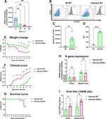 iNOS Antibody in Flow Cytometry (Flow)