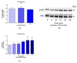 Phospho-HSL (Ser853) Antibody in Western Blot (WB)