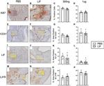 LIF Antibody in Immunohistochemistry (IHC)