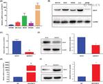 Endomucin Antibody in Western Blot (WB)