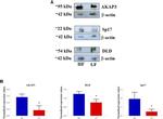 DLD Antibody in Western Blot (WB)