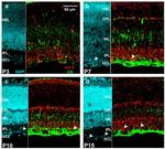 Glutamine Synthetase Antibody in In Situ Hybridization (ISH) (ISH)