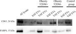 FABP4 Antibody in Western Blot (WB)