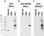 Dengue Virus Type 2 Envelope Antibody in Western Blot (WB)