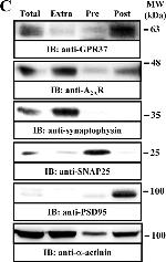 Goat IgG (H+L) Secondary Antibody in Western Blot (WB)