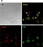 Mouse IgG (H+L) Highly Cross-Adsorbed Secondary Antibody in Immunocytochemistry (ICC/IF)