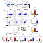 CD1c Antibody in Flow Cytometry (Flow)