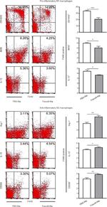 CD206 (MMR) Antibody in Flow Cytometry (Flow)