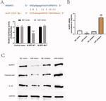 NLRP3 Antibody in Western Blot (WB)